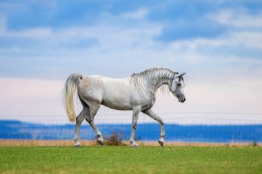 Genç zarif beyaz Arap atı çayırda koşuyor.