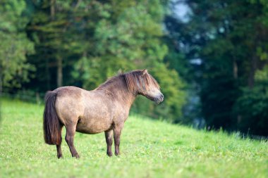 Shetland midilli yeşil arka plan üzerinde standı
