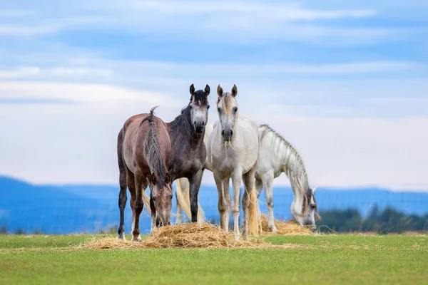 Hästar Betar Fält Sommaren — Stockfoto