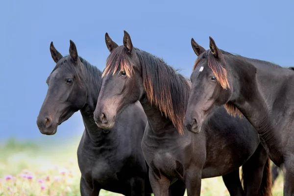 Portrét Tří Koní Blízkých Modrém Nebeském Pozadí — Stock fotografie