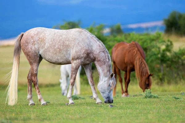 Hästar Äter Gräs Fält Utomhus Sommaren — Stockfoto