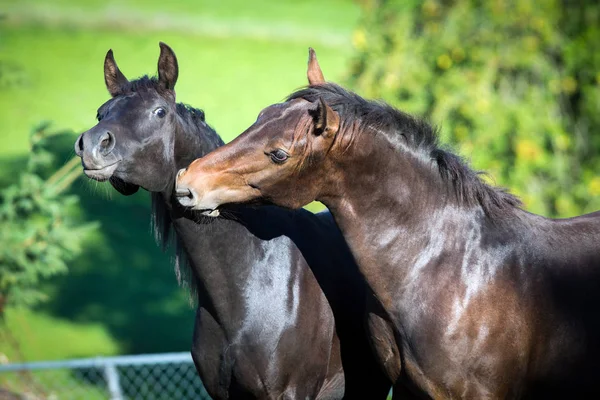 Portrait Two Horses Close Playing Summer Background — Stock Photo, Image