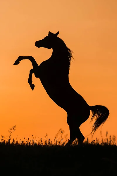 Silhouette Cavallo Allevato Tramonto — Foto Stock