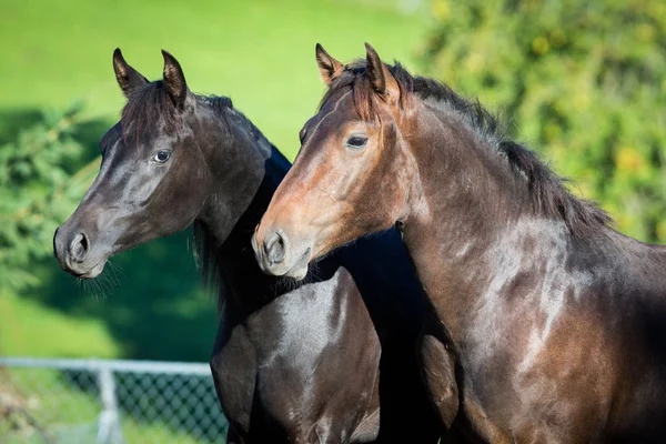 Portret Dwa Konie Zbliżenie Lato Tło Dworze — Zdjęcie stockowe