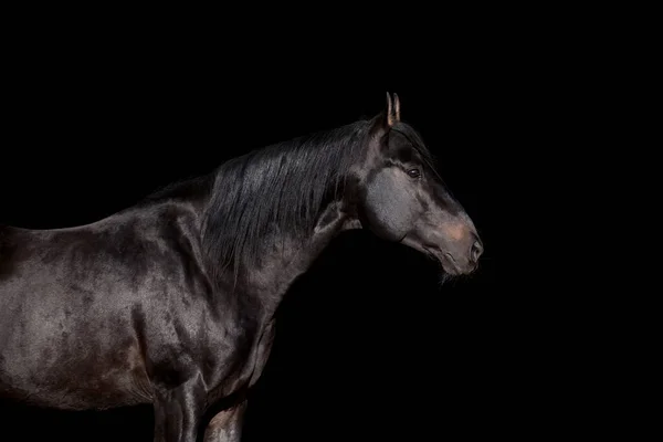 Schwarzer Pferdekopf Aus Nächster Nähe Auf Schwarzem Hintergrund — Stockfoto