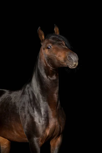 Siyah Arka Planda Izole Edilmiş Bay Horse Portresi — Stok fotoğraf