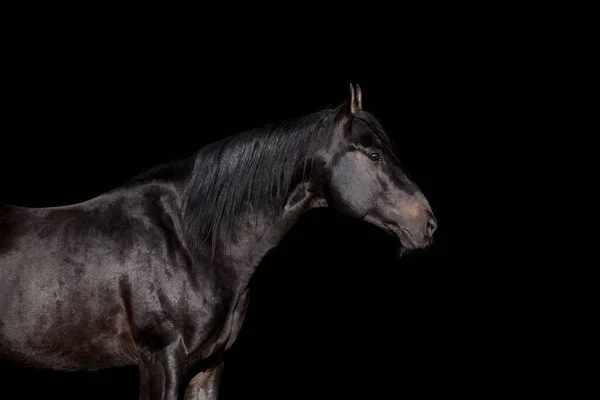 Μαύρο Κεφάλι Αλόγου Κοντά Μαύρο Φόντο Εικόνα Αρχείου