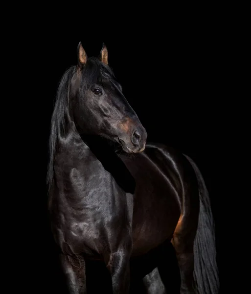 Μεγάλο Ισχυρό Μαύρο Άλογο Απομονώνονται Μαύρο Φόντο Εικόνα Αρχείου