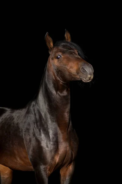 Портрет Бей Коня Ізольований Чорному Тлі Ліцензійні Стокові Фото