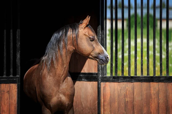 那匹海湾之马站在室外摊位的出口处 威尔士小马的头在夏天从马厩向外张望 — 图库照片