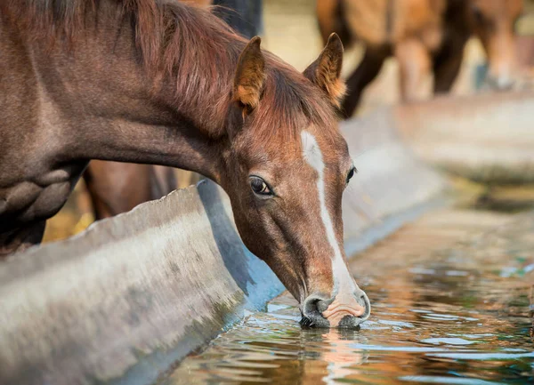 Caballo Castaño Bebé Cerca Beber Agua Aire Libre Retrato Potro — Foto de Stock