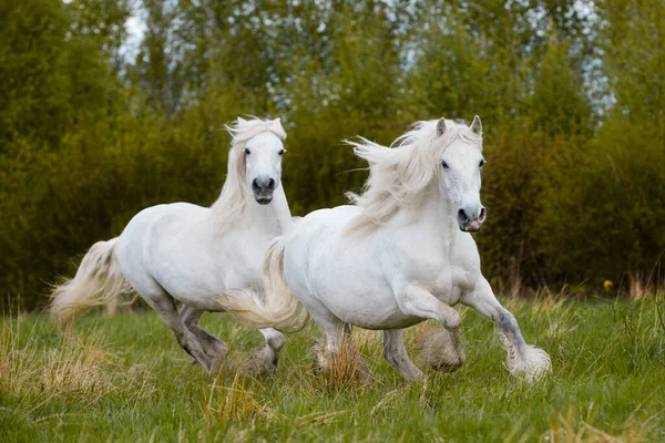 Dos Caballos Blancos Galopando Aire Libre Campo Dos Grandes Caballos — Foto de Stock