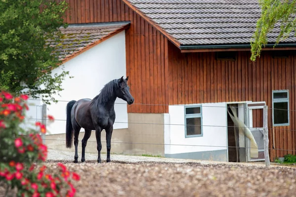 那匹黑马站在外面的马厩旁边 夏天阿拉伯马和马厩的景色 — 图库照片