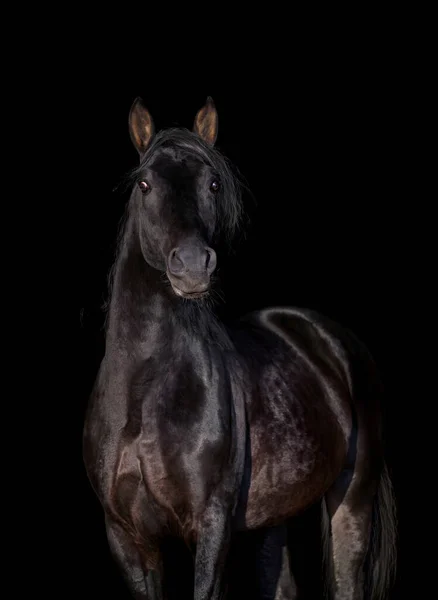 前方の黒い上に隔離された美しい馬の肖像画 黒の背景に隔離された黒の頭を閉じます — ストック写真