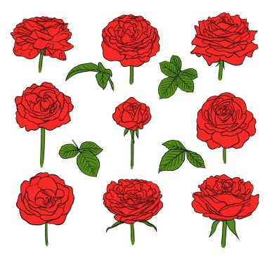 Beyaz üzerine kırmızı güller. Çiçeklerin el çizimi. vektör illüstrasyonu