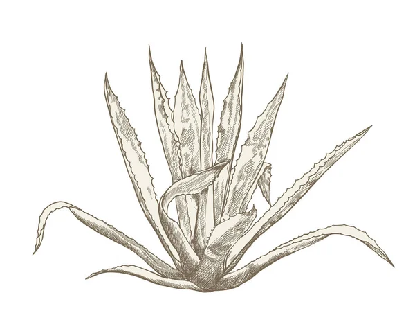 Wild Aloe Vera Dessin Sur Blanc Illustration Vectorielle Dessinée Main — Image vectorielle