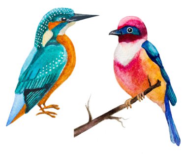 Bir dizi suluboya kuş beyaz üzerine izole edilmiş.