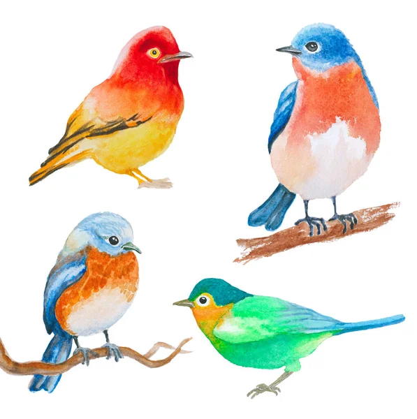 Set Watercolor Birds Isolated White — Stock Photo, Image