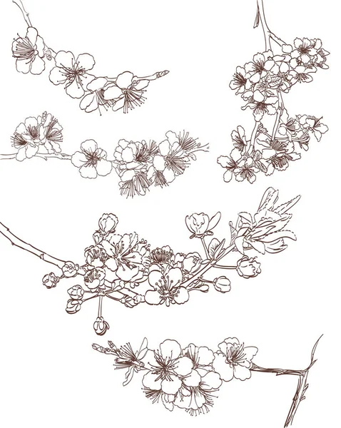 Çiçek Açan Ağaç Çizgileri Çizimleri Bahar Stil Arka Plan Elementleri — Stok Vektör