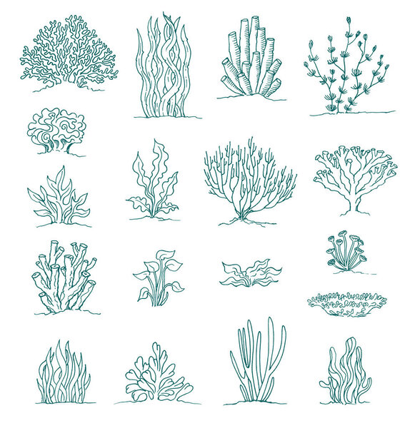 набор коралловых и подводных растений чернила рисунки на белом