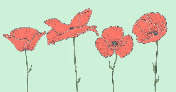 Ensemble Coquelicots Décoratifs Illustration Dessinée Main — Image vectorielle