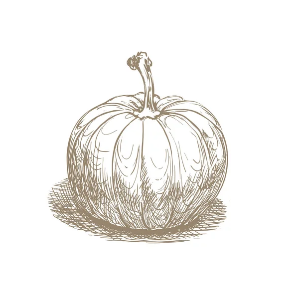 Calabaza Dibujada Mano Blanco Vector — Vector de stock