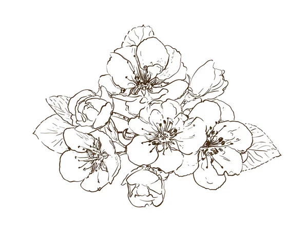 Flores Sakura Dibujadas Mano Flor Árbol Línea Blanca Ilustración Vector — Vector de stock