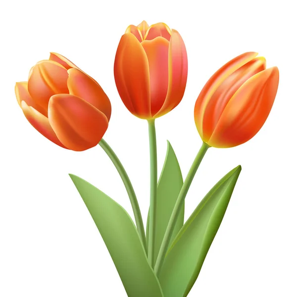 Hermosos Tulipanes Anaranjados Aislados Sobre Fondo Blanco — Vector de stock