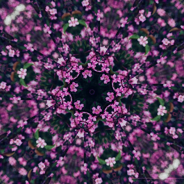 Fondo floral abstracto, flores rosas con efecto caleidoscopio — Foto de Stock