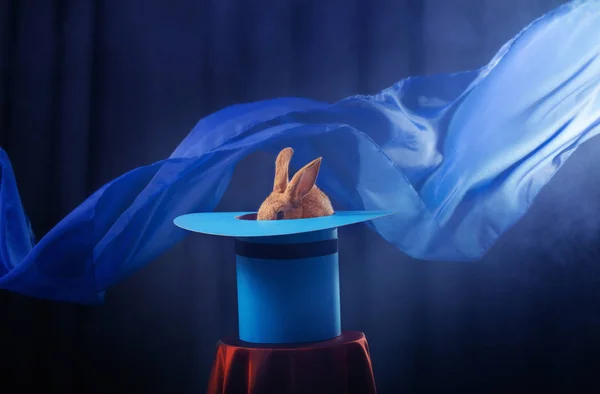 Lapin Chapeau Sur Fond Bleu — Photo