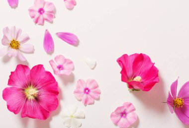 Beyaz arkaplanda pembe çiçekler