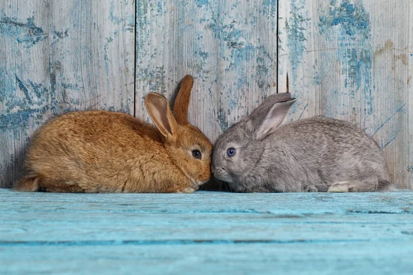 Två Bunnyes Gamla Blå Trä Bakgrund — Stockfoto