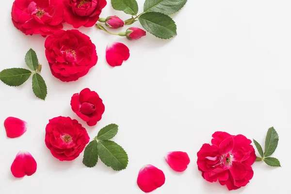 Rosas Rojas Sobre Fondo Blanco —  Fotos de Stock