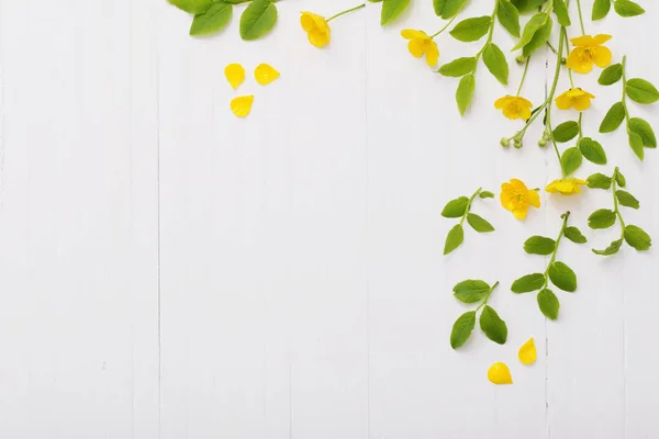 Квітковий Візерунок Жовтими Масляницями Білому Тлі — стокове фото