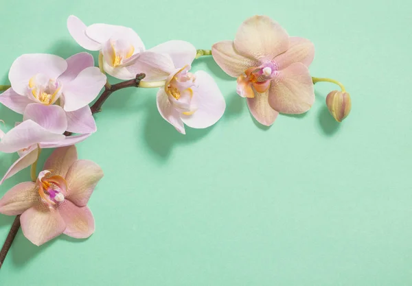 Orkidéer Grön Bakgrund — Stockfoto