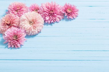 Mavi ahşap zemin üzerine pembe krizantem