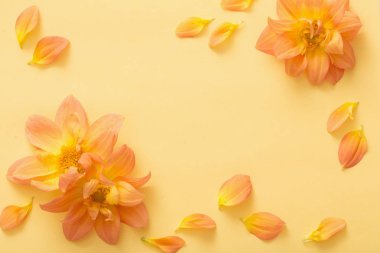 arka plan ile çiçek dahlias