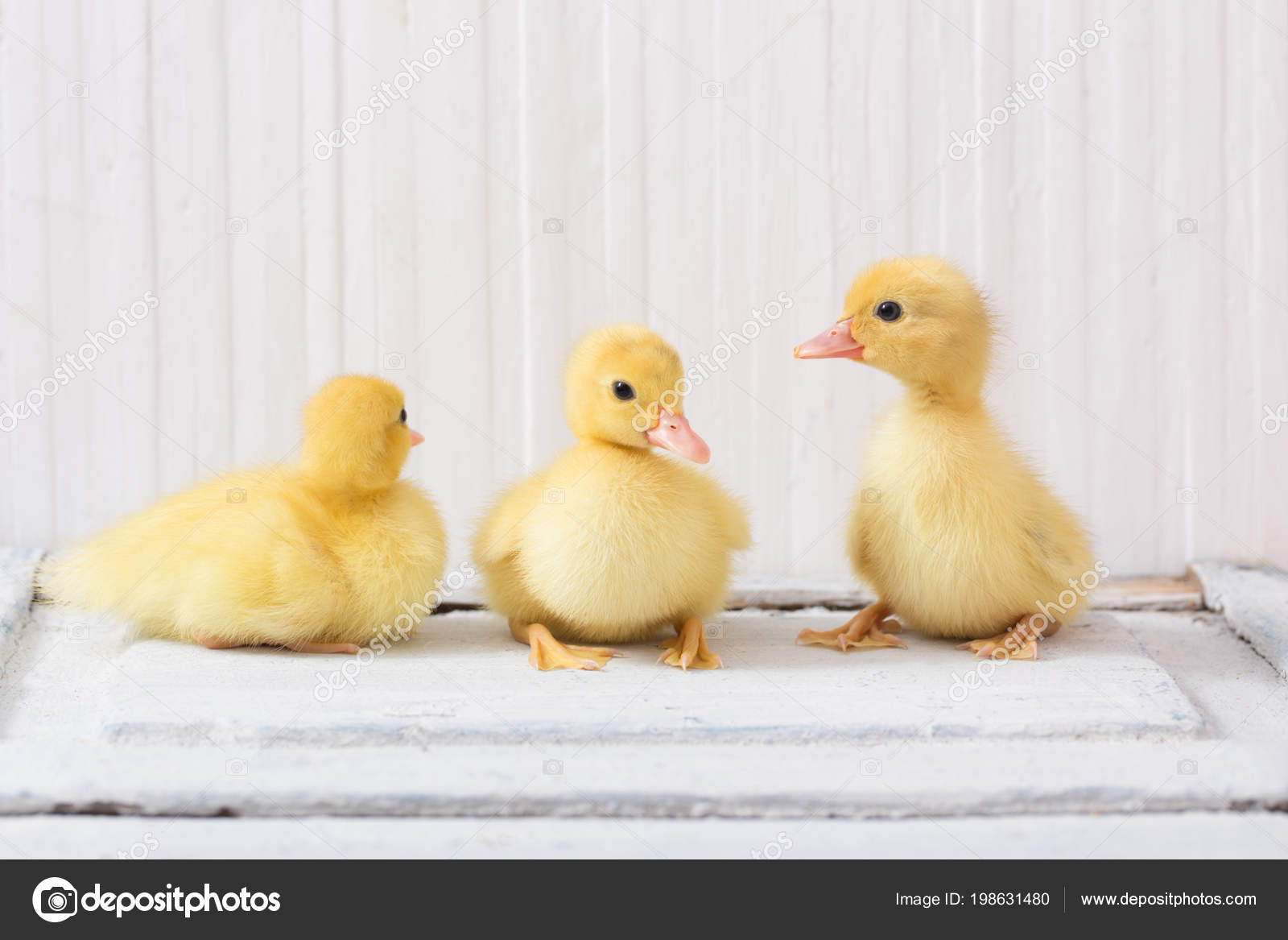 ᐈ Baby Duck Stock Pictures Royalty Free Duckling Pics Download On Depositphotos ᐈ Baby Duck Stock Pictures Royalty Free Duckling Pics Download On Depositphotos