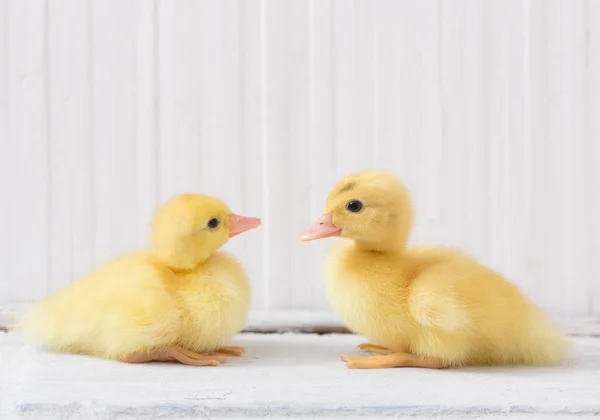 Duckling White Wooden Background — Stock Photo, Image