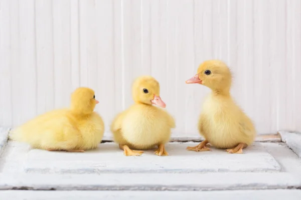Duckling White Wooden Background — Stock Photo, Image