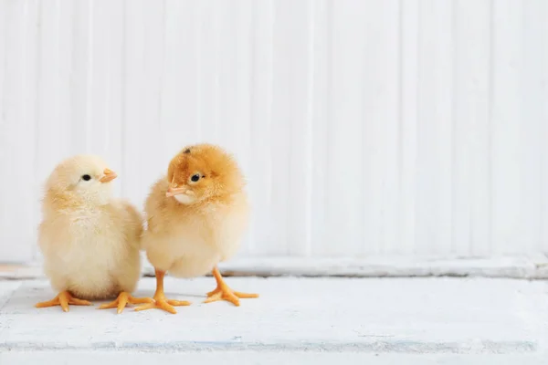Kleines Huhn Auf Weißem Holzhintergrund — Stockfoto