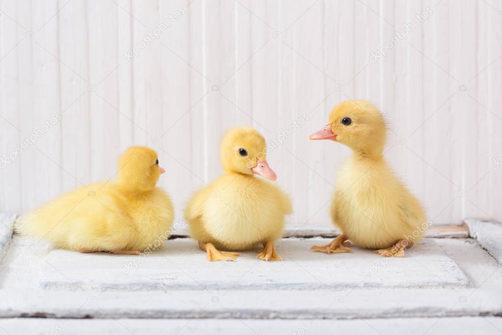 duckling  on white wooden background