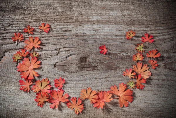 木の背景に紅葉 — ストック写真