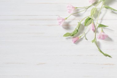 Convolvulus ahşap arka plan üzerinde