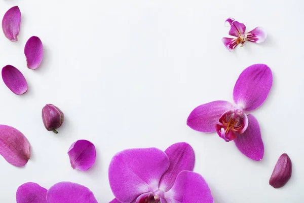 Hermosas Orquídeas Sobre Fondo Blanco — Foto de Stock