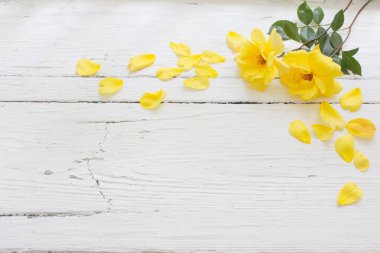 Beyaz ahşap zemin üzerine Sarı Gül