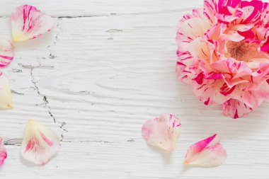 Gül Beyaz ahşap zemin üzerinde