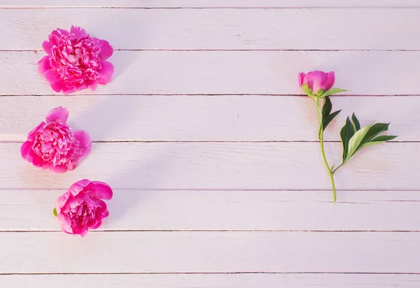 Peonías Rosadas Sobre Fondo Madera —  Fotos de Stock