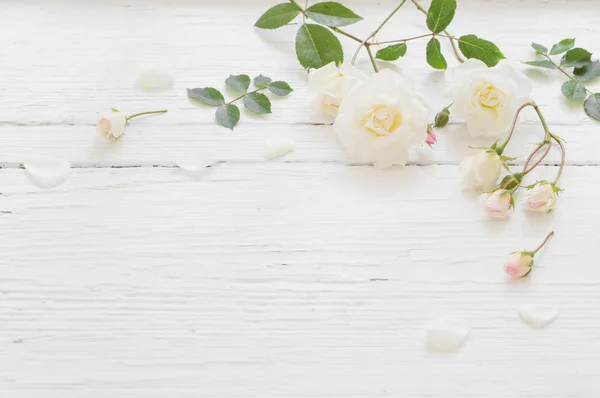 Rosas Sobre Fondo Blanco Madera —  Fotos de Stock