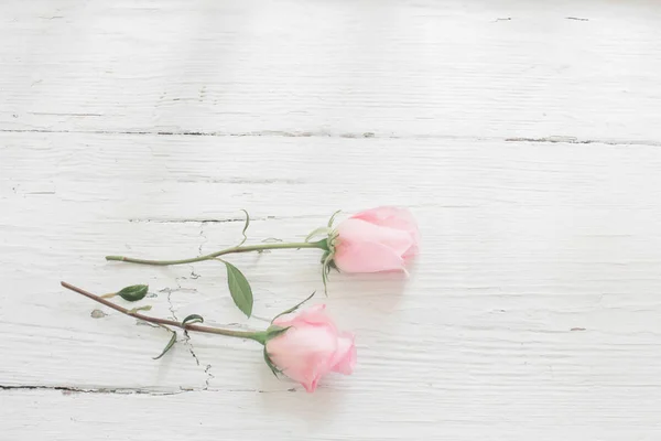 Pink Roses White Wooden Background — Stock Photo, Image